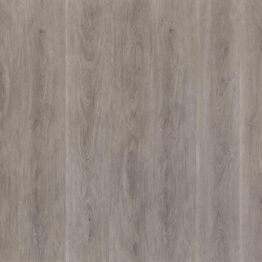Parramatta dryback grey oak
